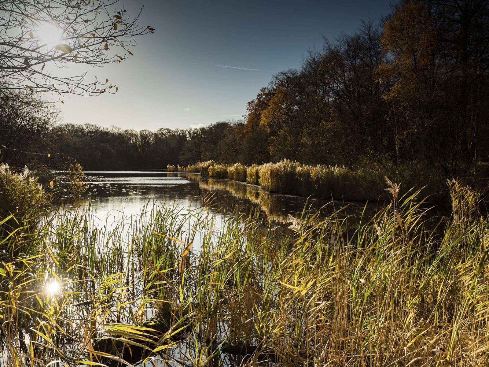 Sunny pondgrad