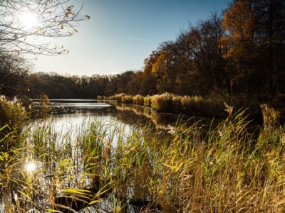 Wake Valley Pond - Loughton